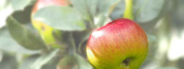 Bild: Apfel im Hintergrund